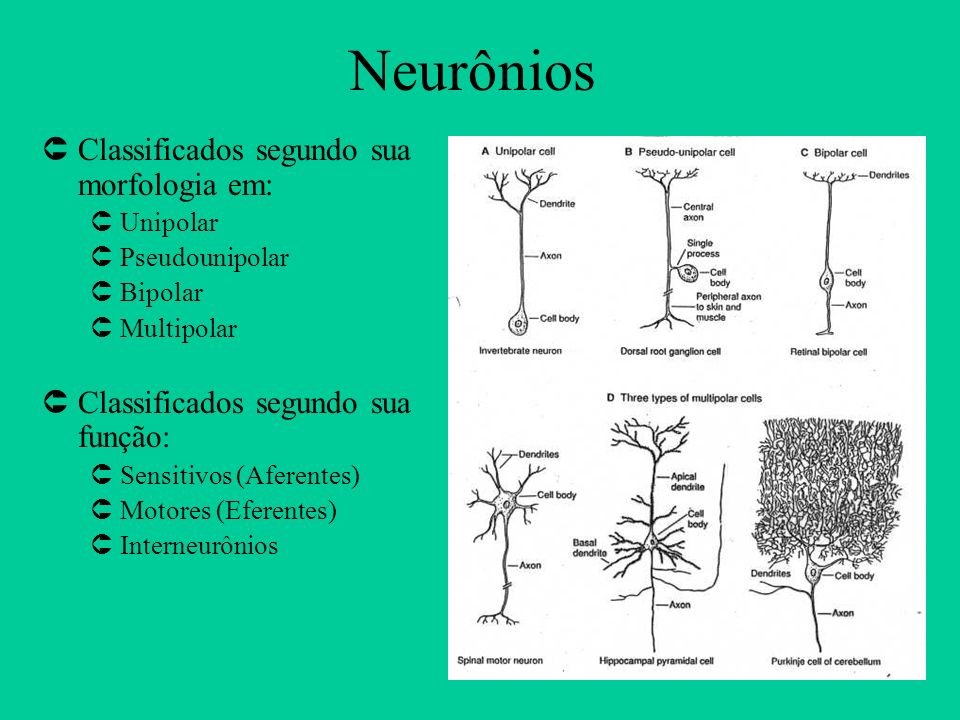 Neurônios Classificados segundo sua morfologia em: