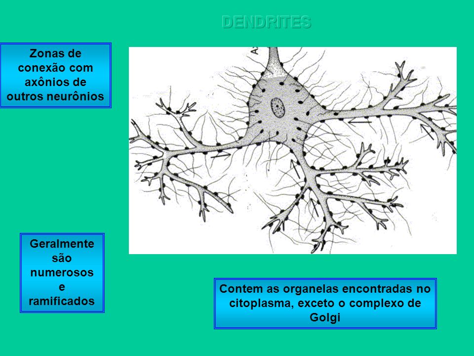 DENDRITES Zonas de conexão com axônios de outros neurônios