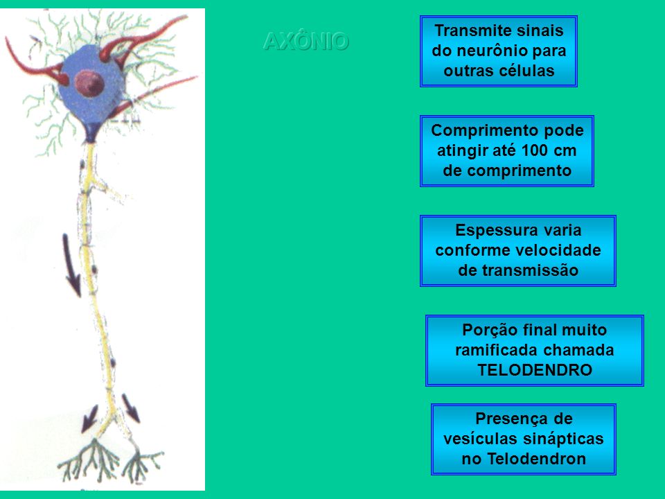 AXÔNIO Transmite sinais do neurônio para outras células
