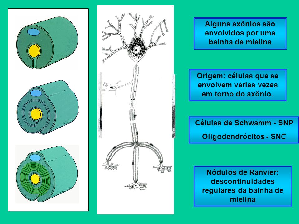 Alguns axônios são envolvidos por uma bainha de mielina