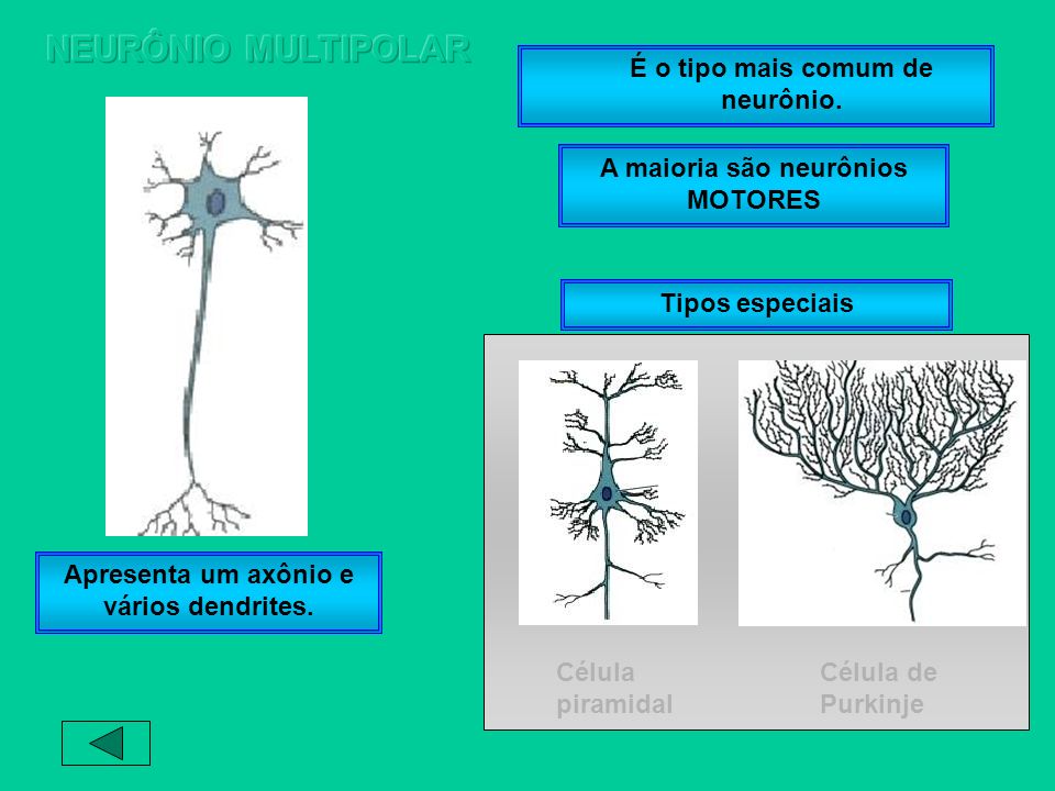 NEURÔNIO MULTIPOLAR É o tipo mais comum de neurônio.