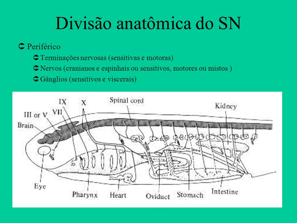 Divisão anatômica do SN