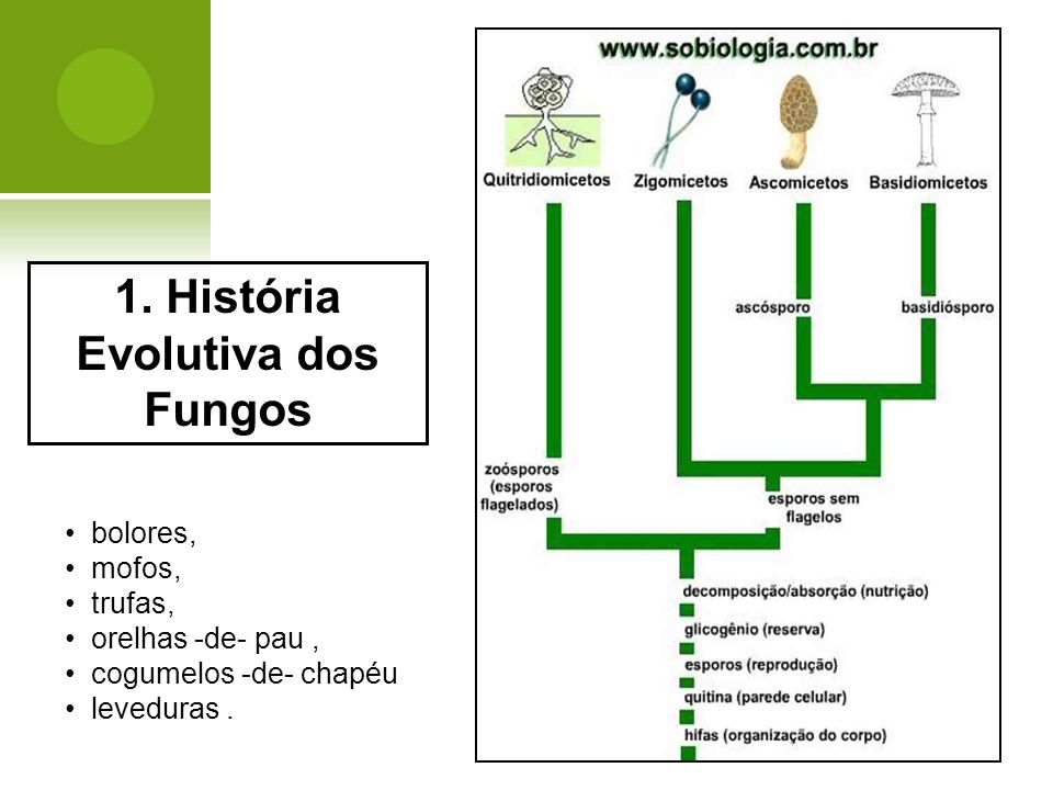 1. História Evolutiva dos Fungos