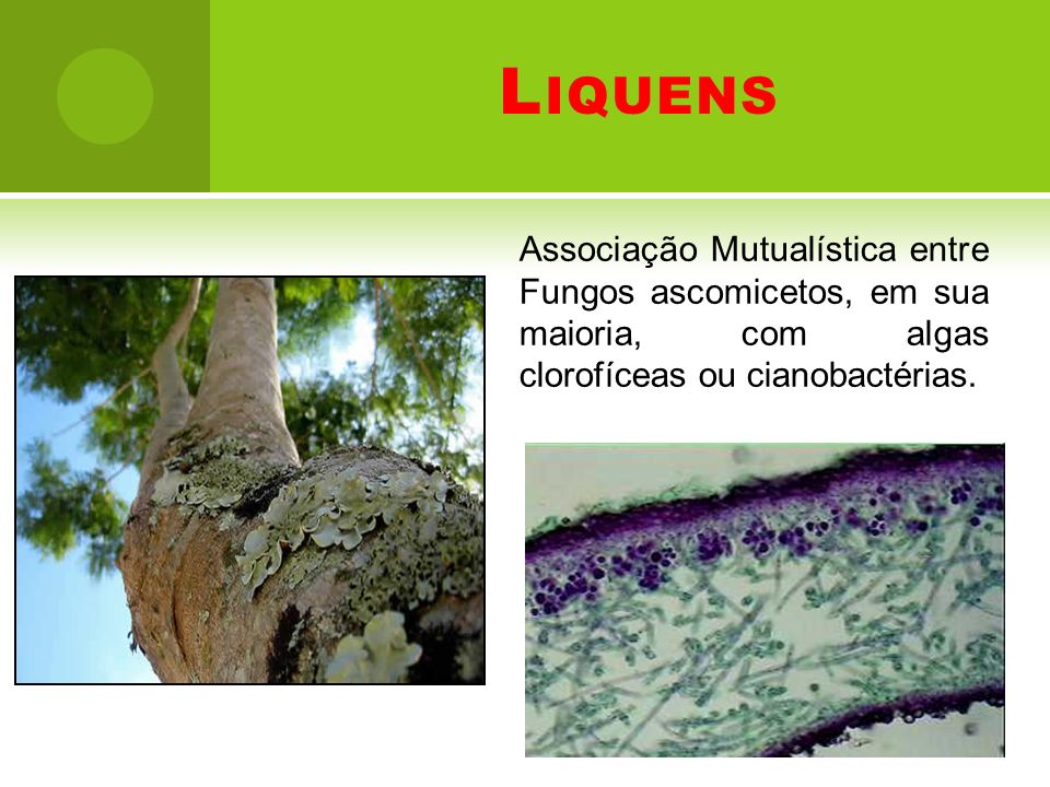 Liquens Associação Mutualística entre Fungos ascomicetos, em sua maioria, com algas clorofíceas ou cianobactérias.