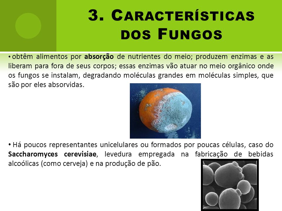 3. Características dos Fungos