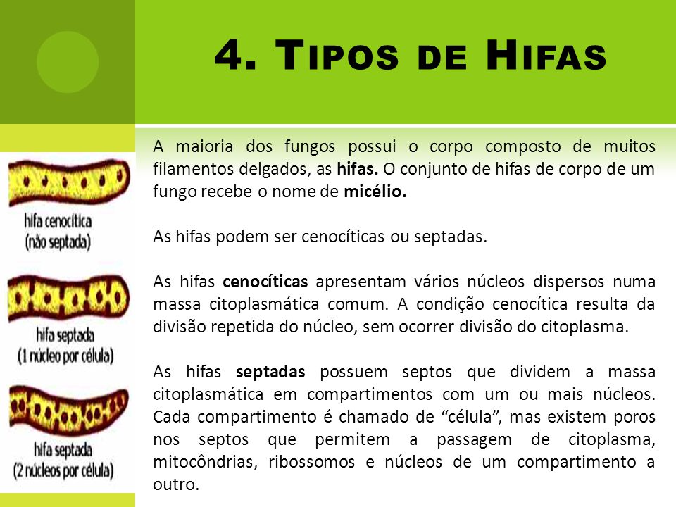4. Tipos de Hifas