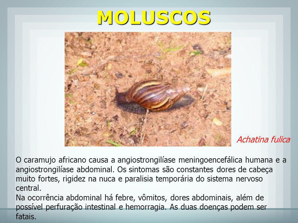 MOLUSCOS Achatina fulica