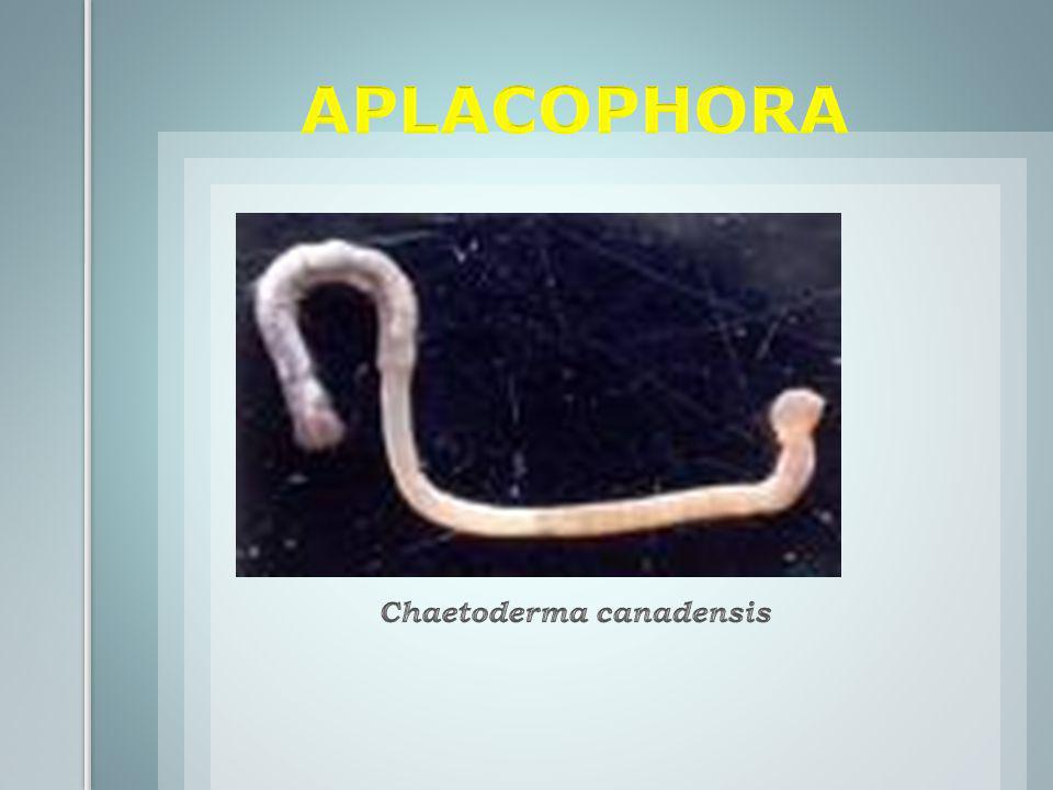 Chaetoderma canadensis