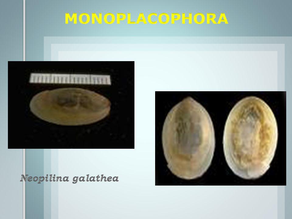 MONOPLACOPHORA Neopilina galathea