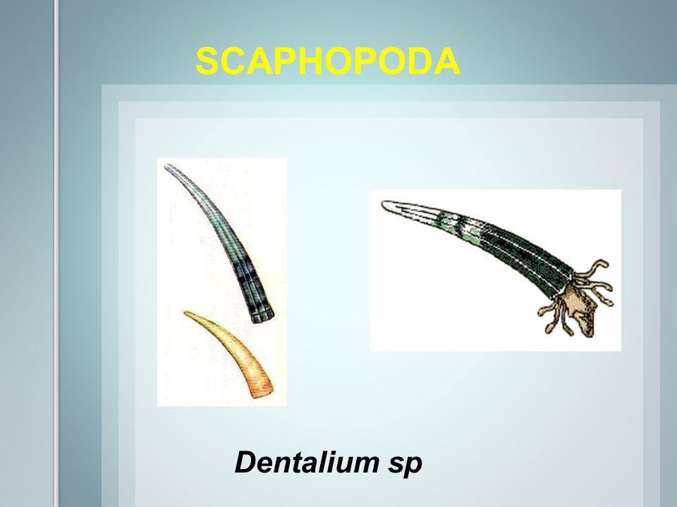 SCAPHOPODA Dentalium sp