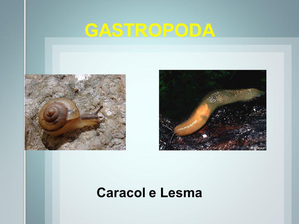 GASTROPODA Caracol e Lesma