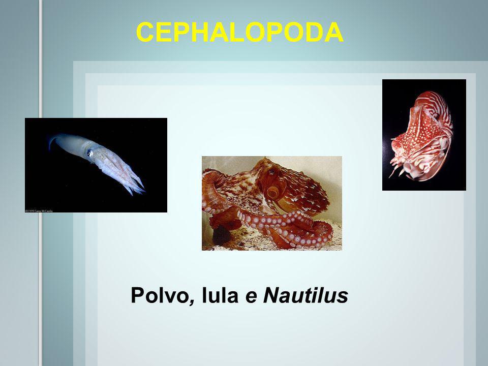 CEPHALOPODA Polvo, lula e Nautilus