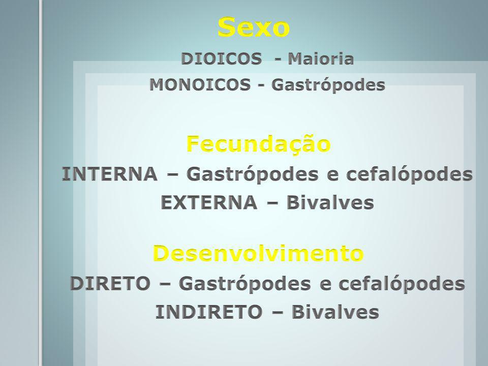 INTERNA – Gastrópodes e cefalópodes DIRETO – Gastrópodes e cefalópodes