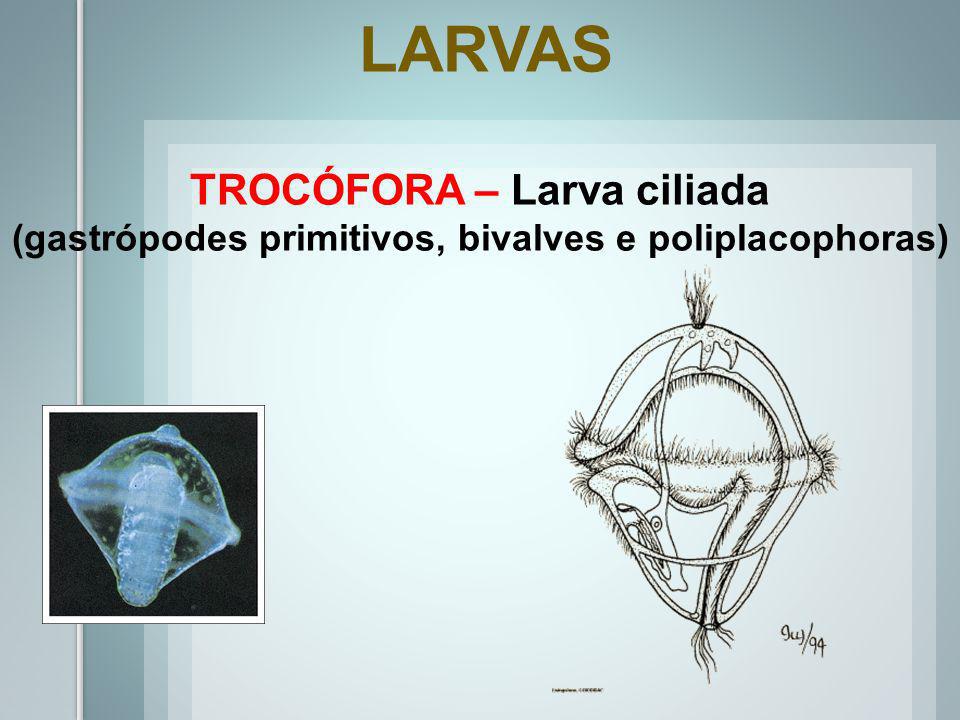 LARVAS TROCÓFORA – Larva ciliada
