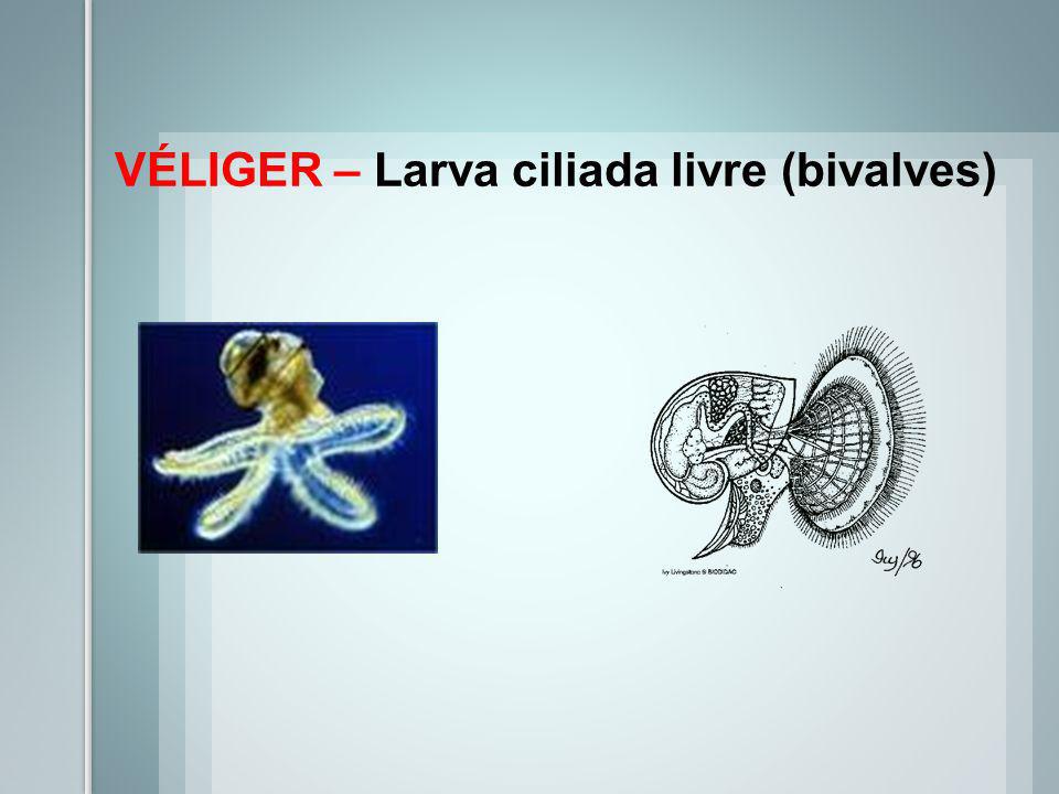 VÉLIGER – Larva ciliada livre (bivalves)