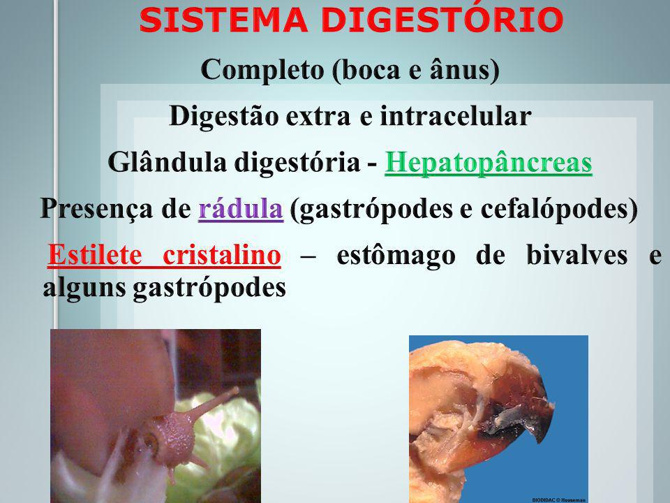 Digestão extra e intracelular Glândula digestória - Hepatopâncreas