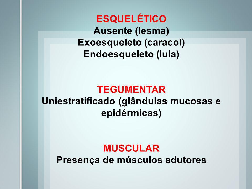Exoesqueleto (caracol) Endoesqueleto (lula)