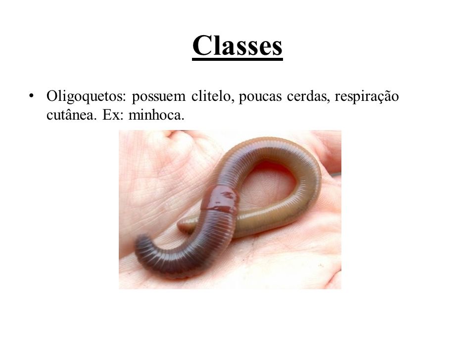 Classes Oligoquetos: possuem clitelo, poucas cerdas, respiração cutânea. Ex: minhoca.