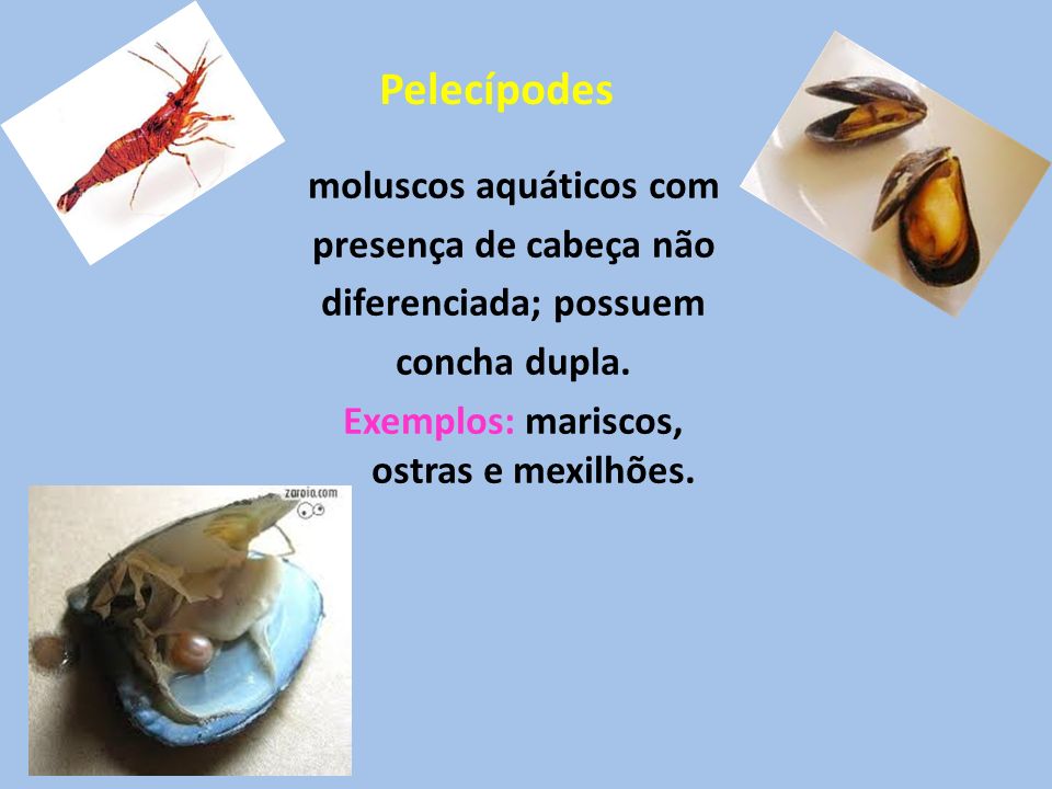 Pelecípodes moluscos aquáticos com presença de cabeça não diferenciada; possuem concha dupla.