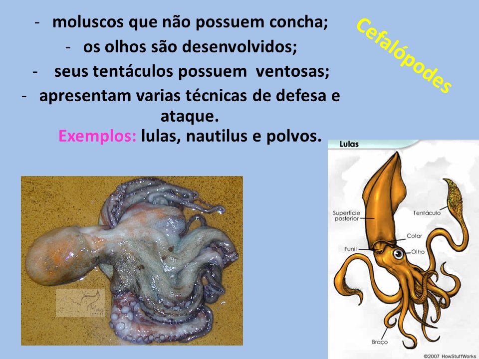 Cefalópodes moluscos que não possuem concha;