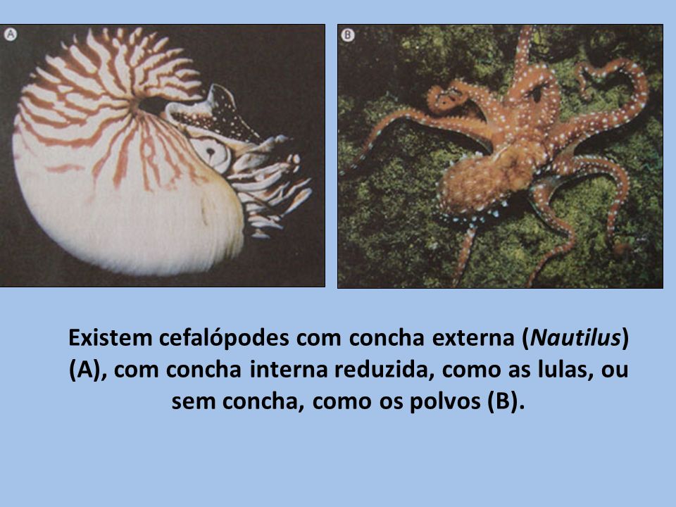 Existem cefalópodes com concha externa (Nautilus) (A), com concha interna reduzida, como as lulas, ou sem concha, como os polvos (B).
