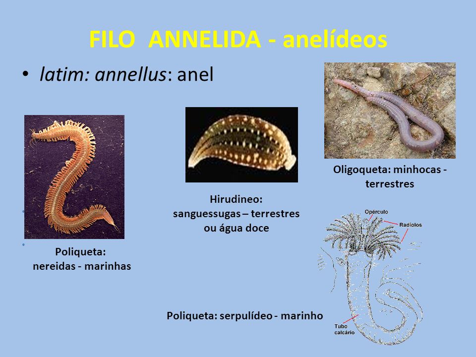 FILO ANNELIDA - anelídeos