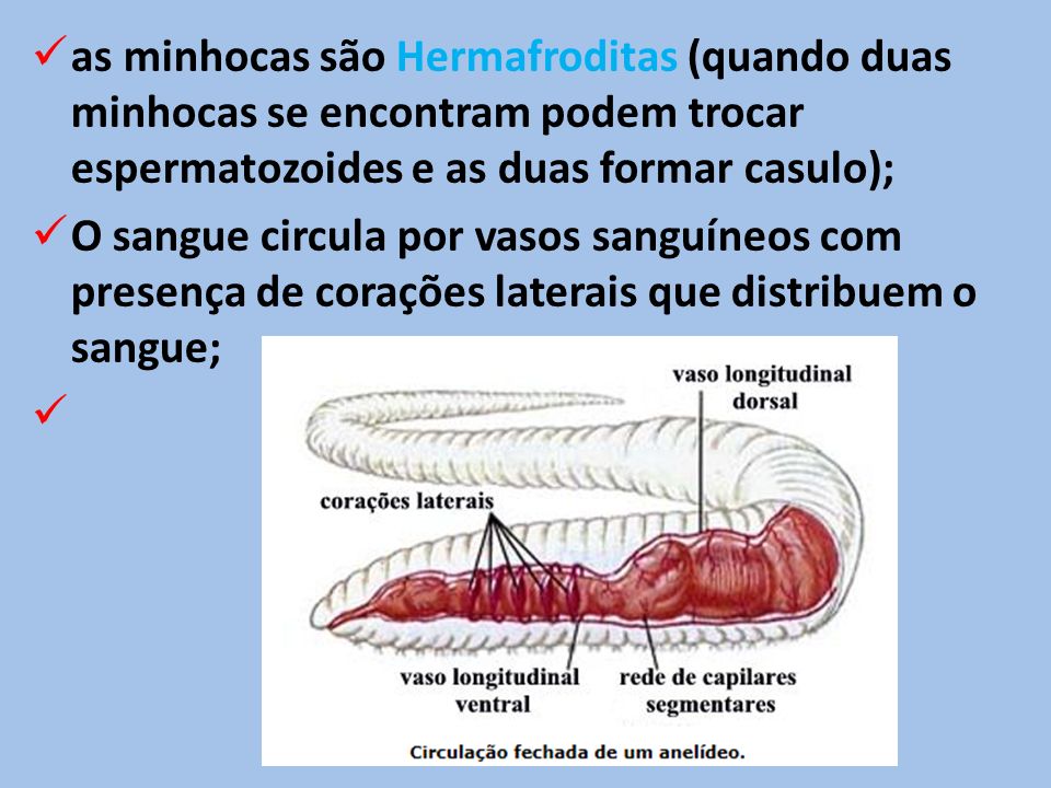 as minhocas são Hermafroditas (quando duas minhocas se encontram podem trocar espermatozoides e as duas formar casulo);