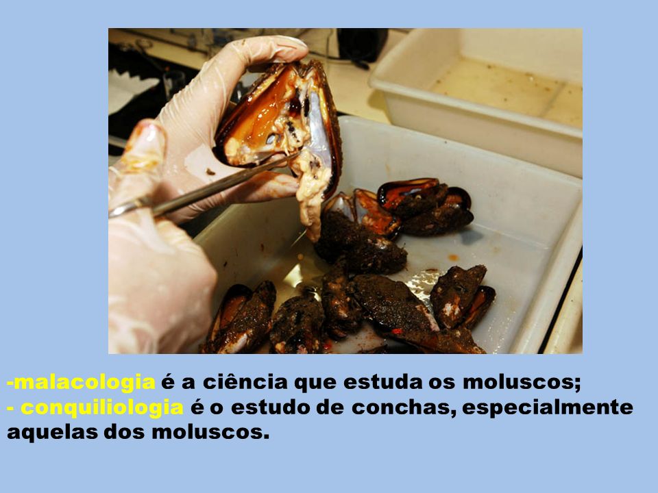 malacologia é a ciência que estuda os moluscos;
