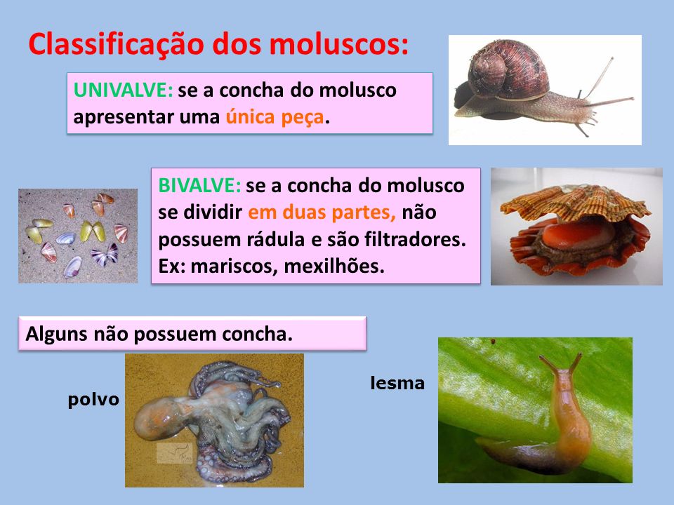Classificação dos moluscos: