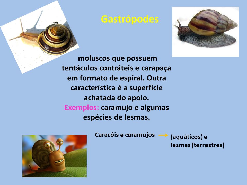 Gastrópodes