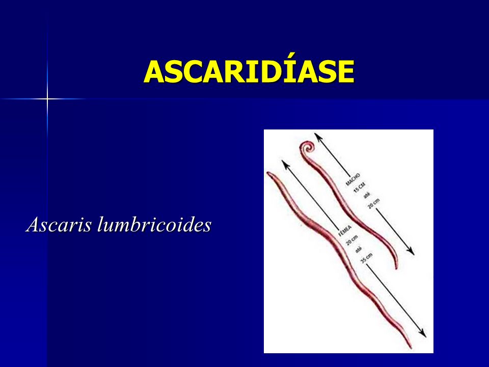 ASCARIDÍASE Ascaris lumbricoides