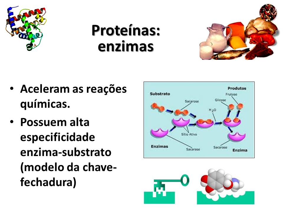 Proteínas: enzimas Aceleram as reações químicas.