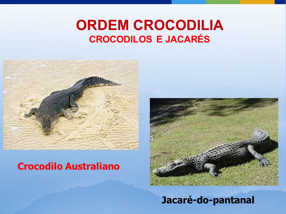 ORDEM CROCODILIA CROCODILOS E JACARÉS Crocodilo Australiano