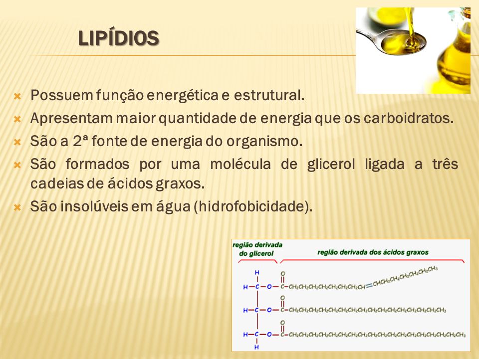 Lipídios Possuem função energética e estrutural.