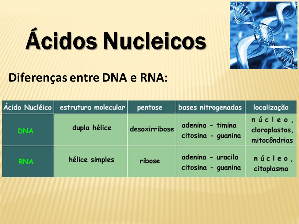 Ácidos Nucleicos Diferenças entre DNA e RNA: