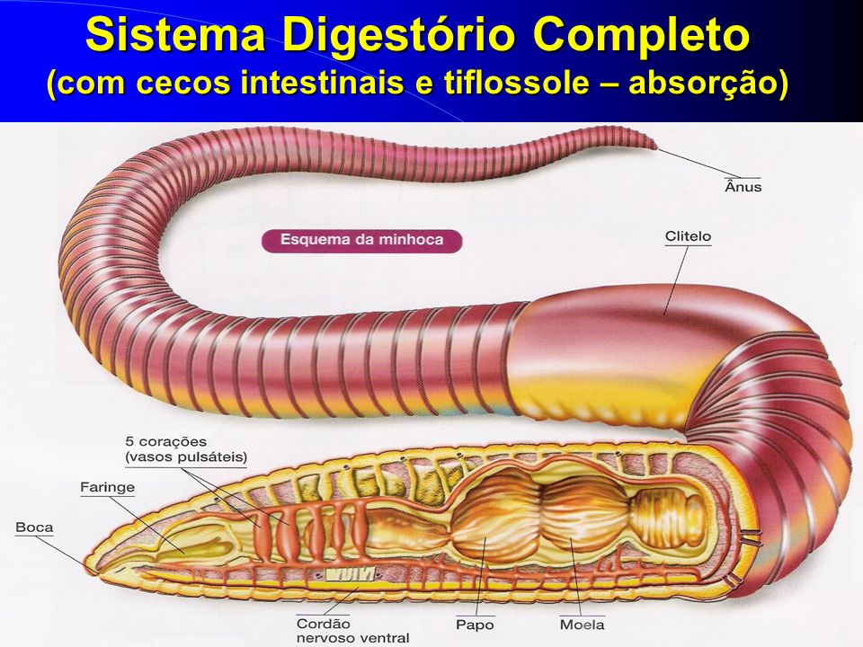 Sistema Digestório Completo (com cecos intestinais e tiflossole – absorção)