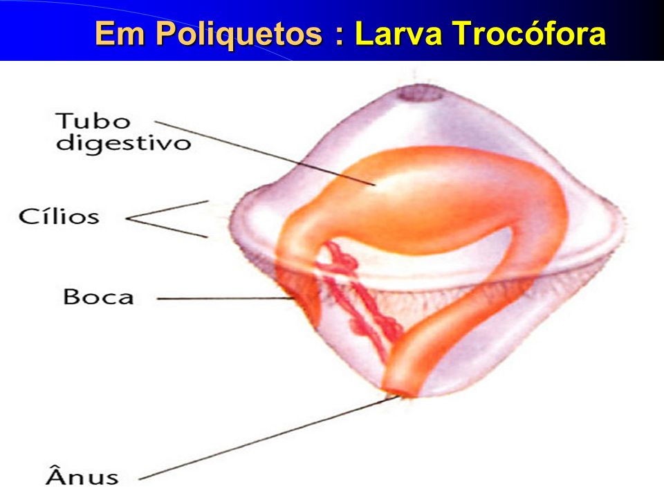Em Poliquetos : Larva Trocófora