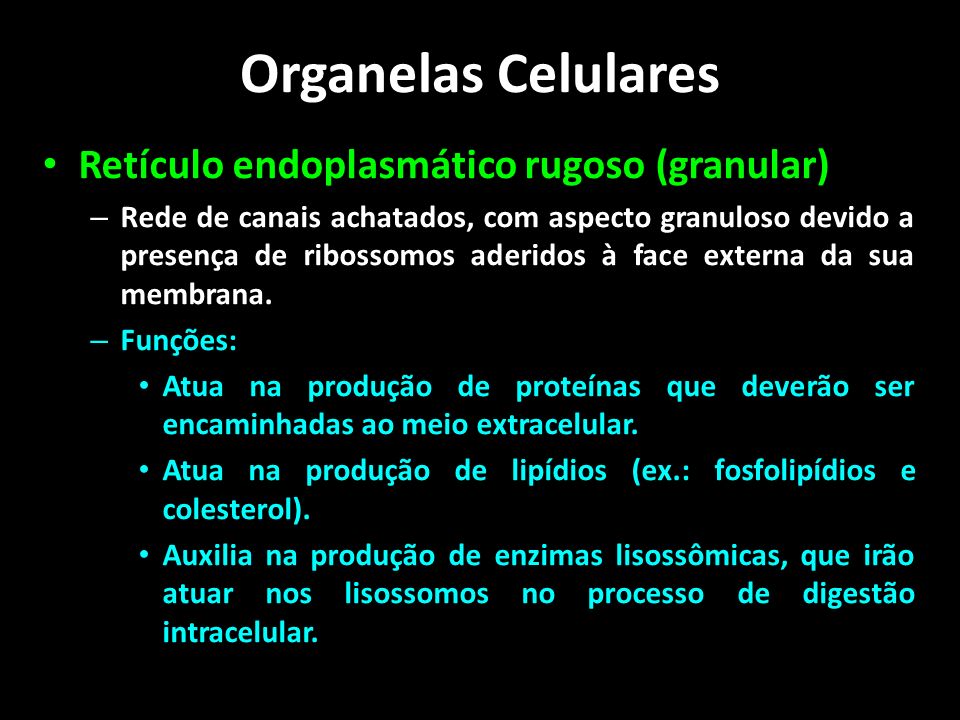 Organelas Celulares Retículo endoplasmático rugoso (granular)
