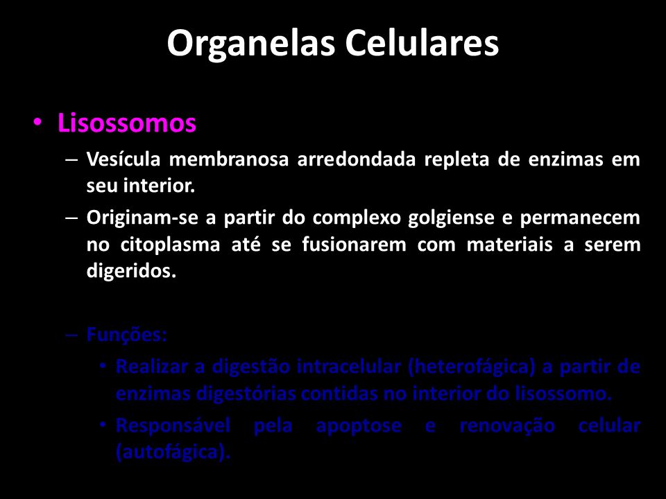 Organelas Celulares Lisossomos