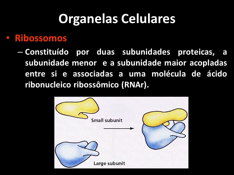 Organelas Celulares Ribossomos