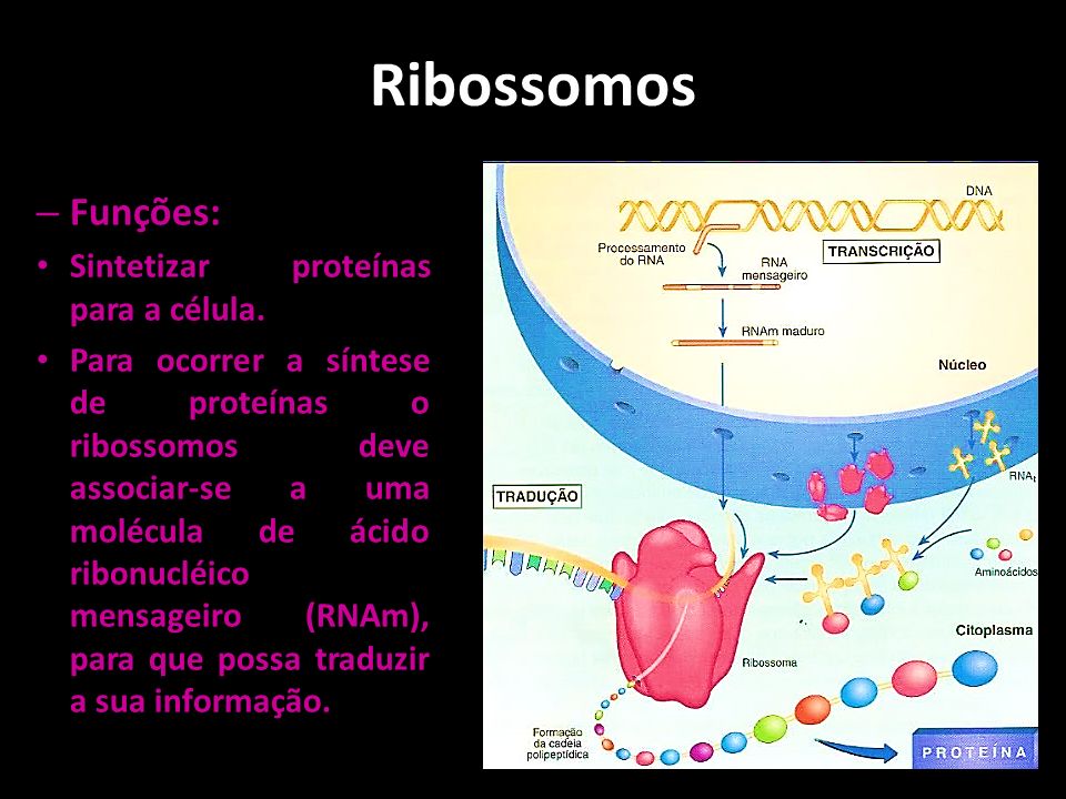 Ribossomos Funções: Sintetizar proteínas para a célula.