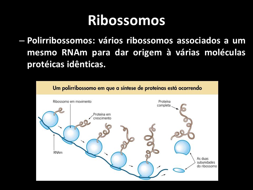 Ribossomos Polirribossomos: vários ribossomos associados a um mesmo RNAm para dar origem à várias moléculas protéicas idênticas.
