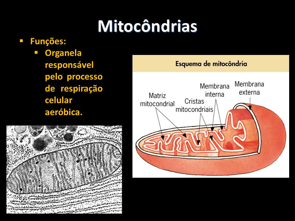 Mitocôndrias Funções: