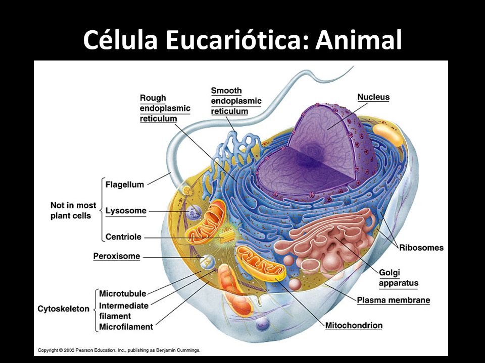 Célula Eucariótica: Animal