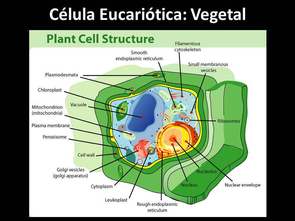 Célula Eucariótica: Vegetal