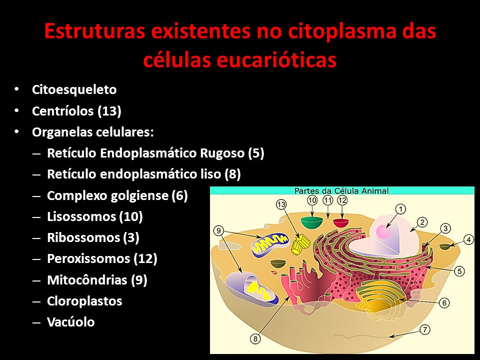 Estruturas existentes no citoplasma das células eucarióticas