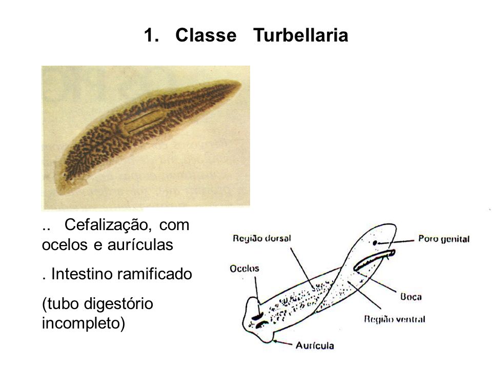 Filo platyhelminthes turbellaria A Metazoa filogénia feltételezett útvonalai - ppt letölteni