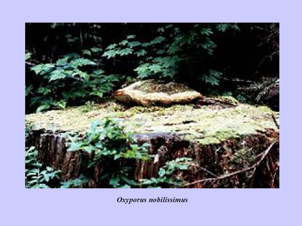 Oxyporus nobilissimus