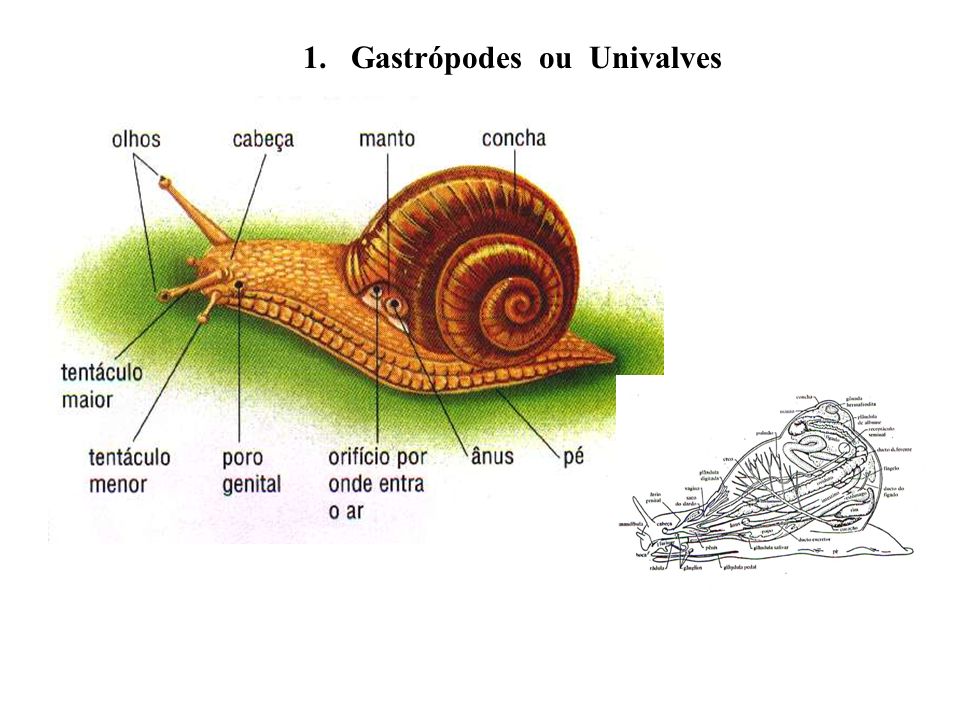 1. Gastrópodes ou Univalves