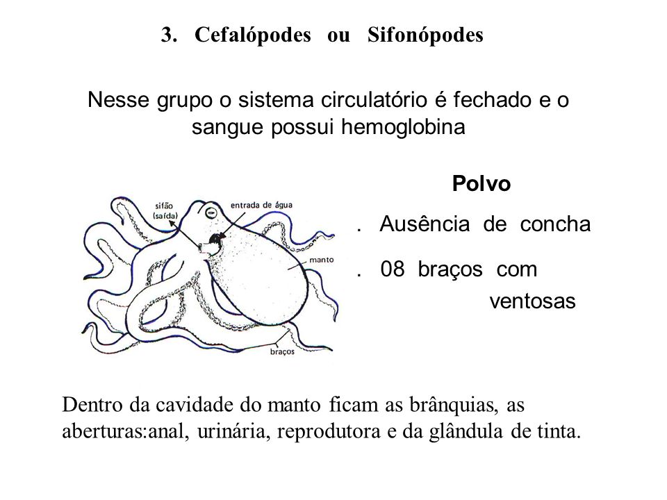 3. Cefalópodes ou Sifonópodes